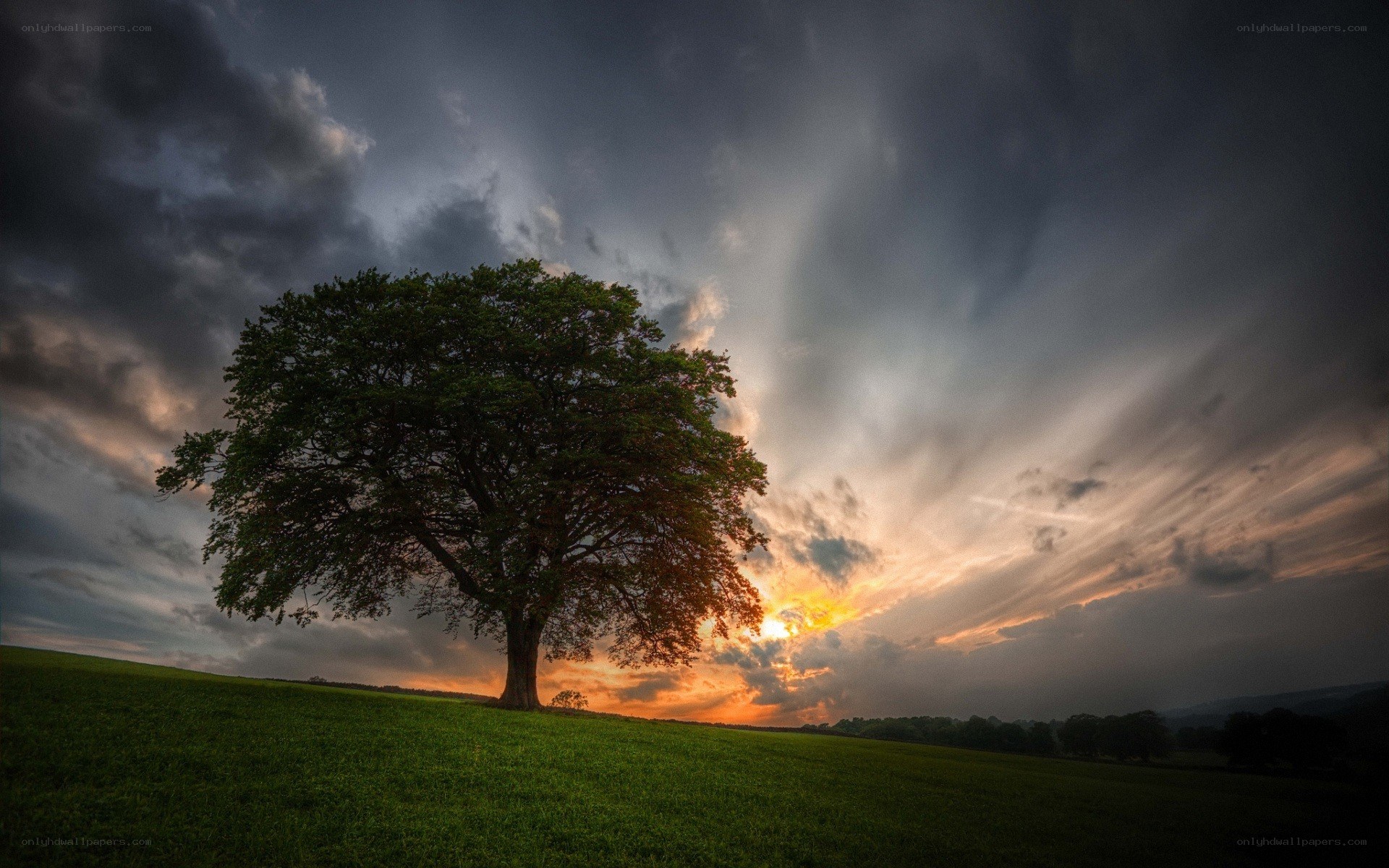 Solitary tree at sunset