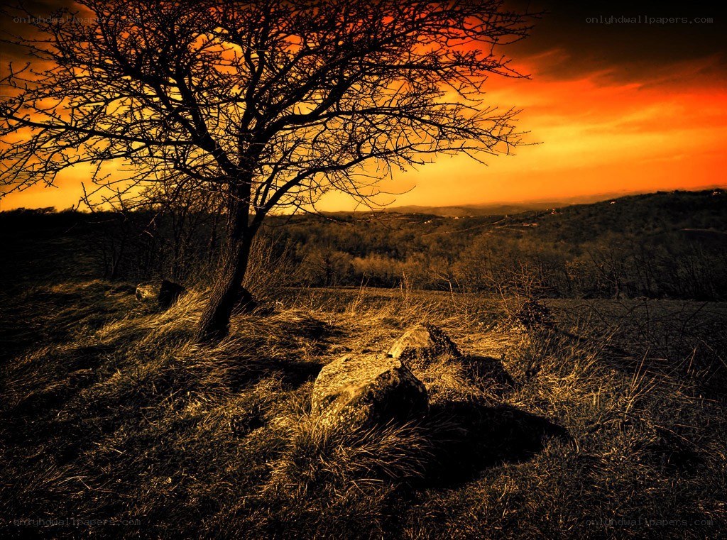 Solitary tree at sunset