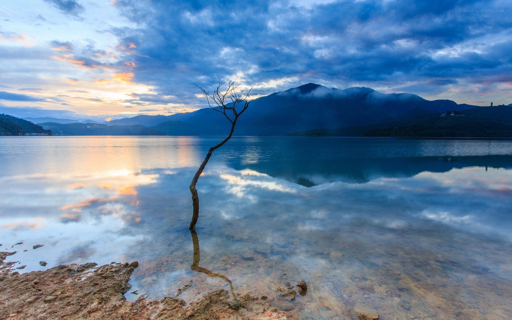 Solitary tree at sunset