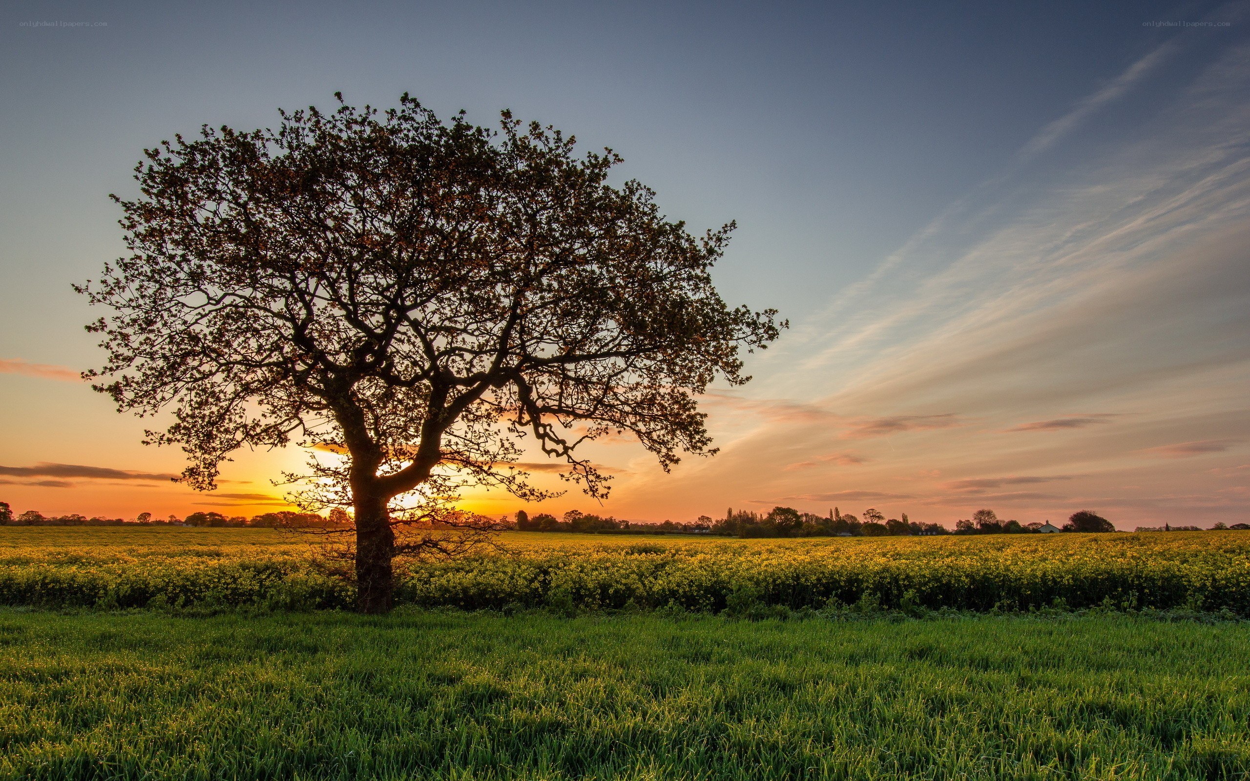 Solitary tree at sunset