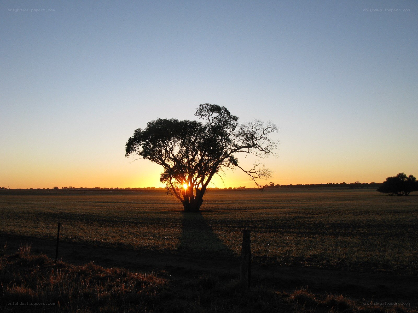 Solitary tree at sunset