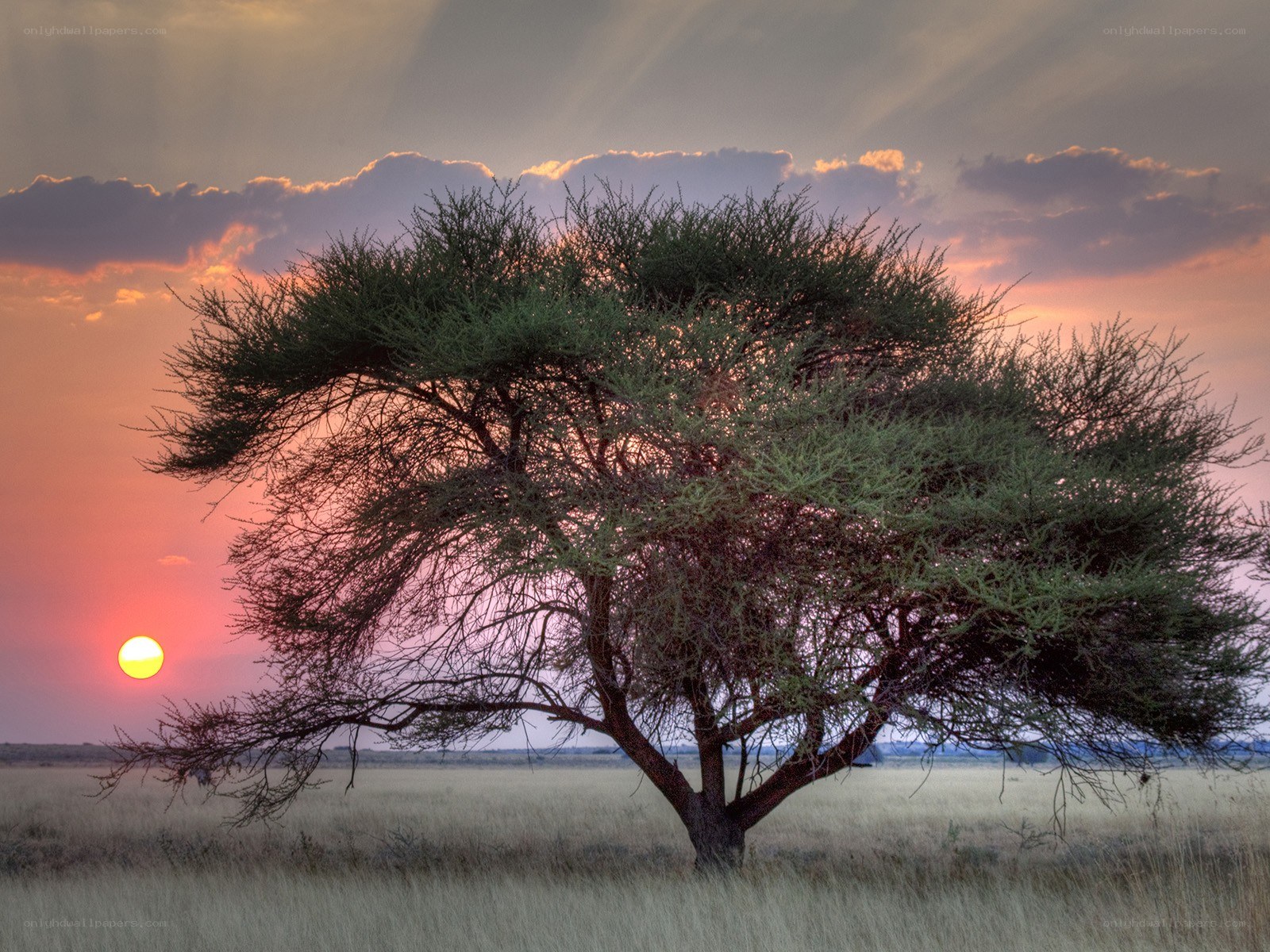 Solitary tree at sunset