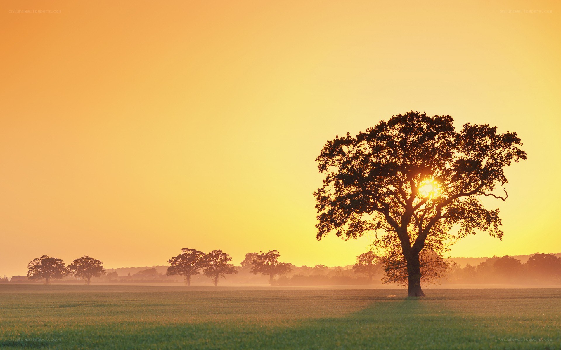 Solitary tree at sunset