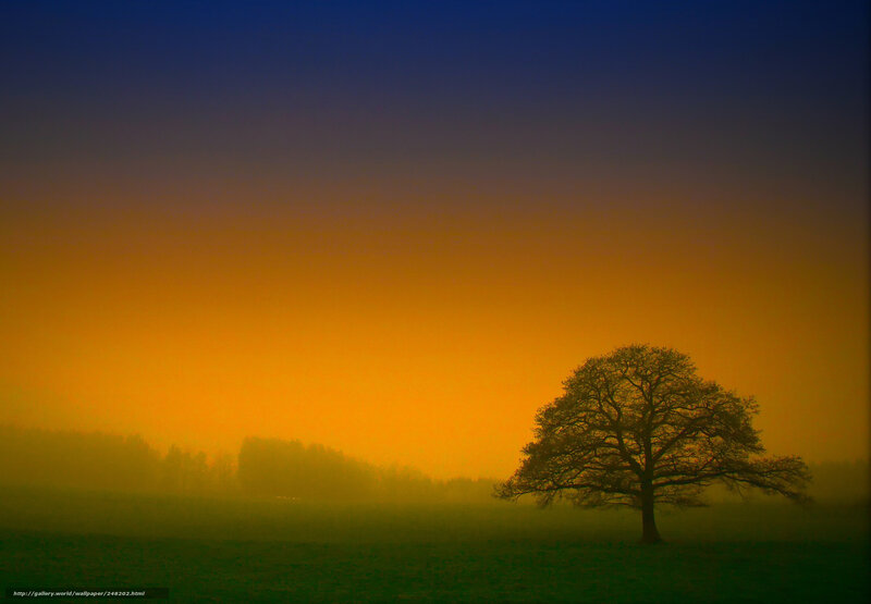 solitary tree at sunset