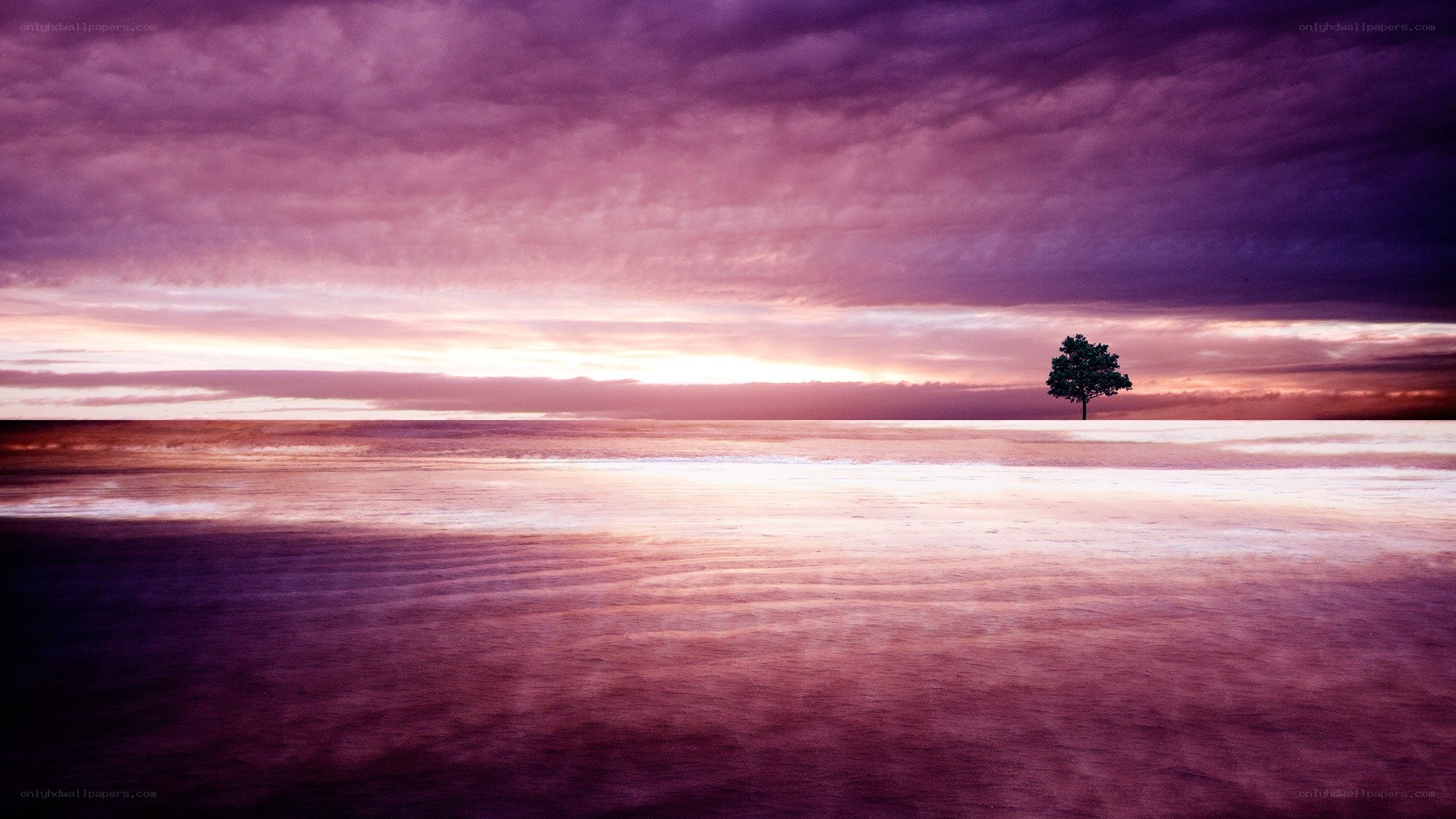solitary tree at sunset