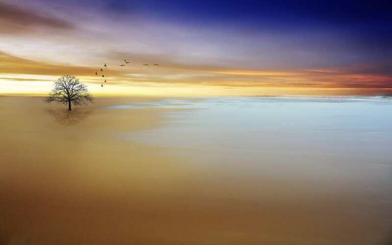 solitary tree at sunset