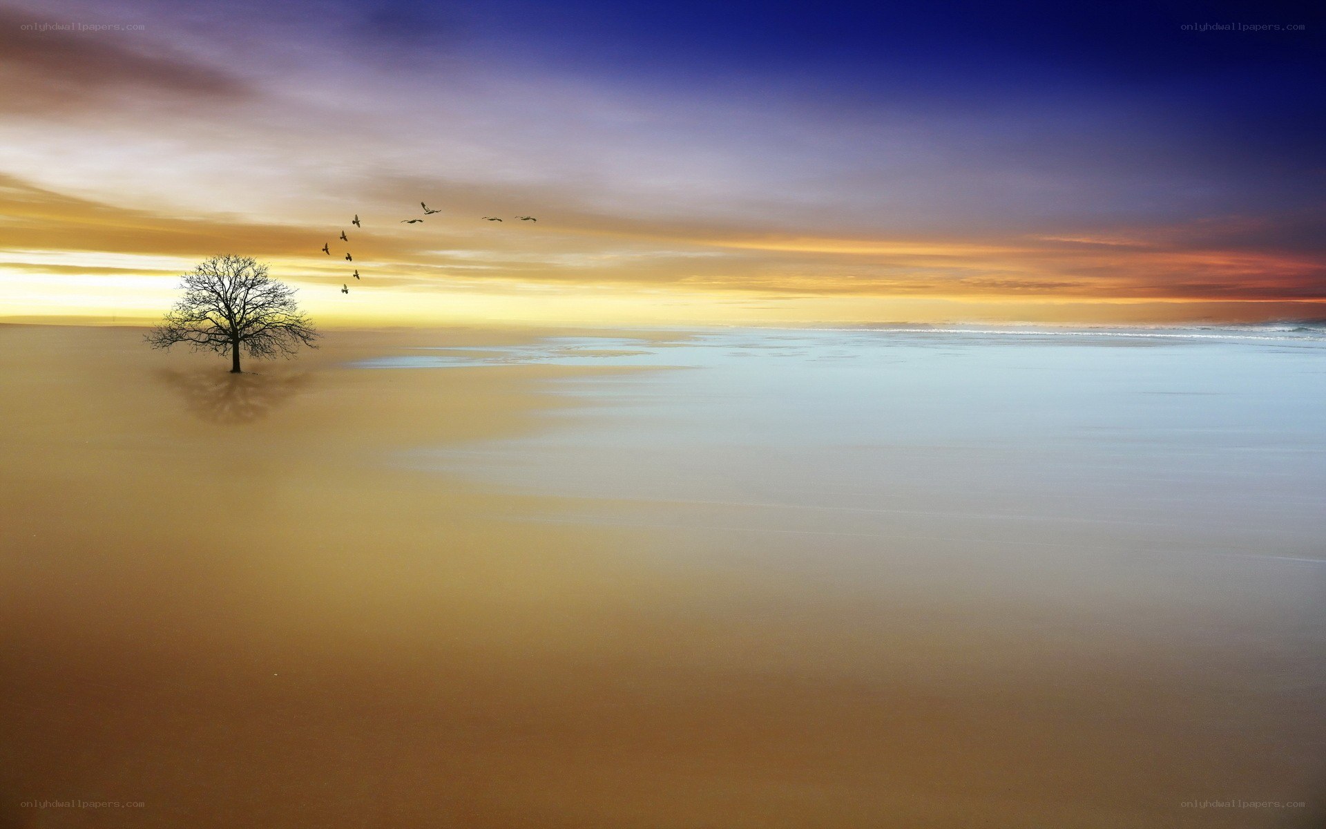 solitary tree at sunset