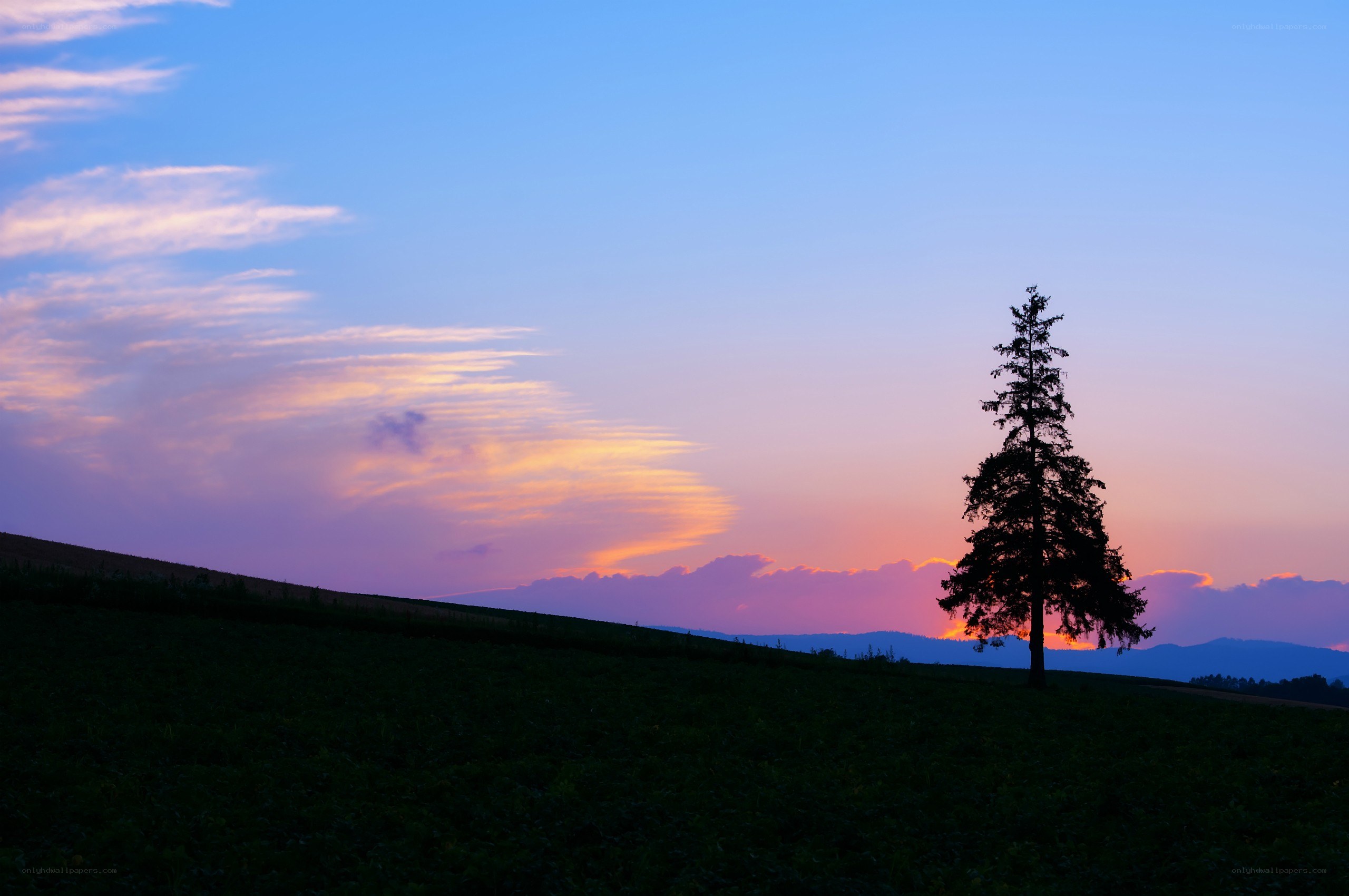 Solitary tree at sunset