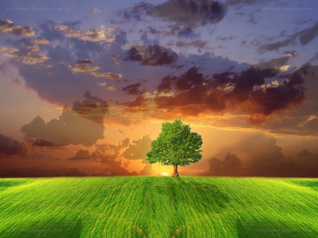 Solitary tree at sunset