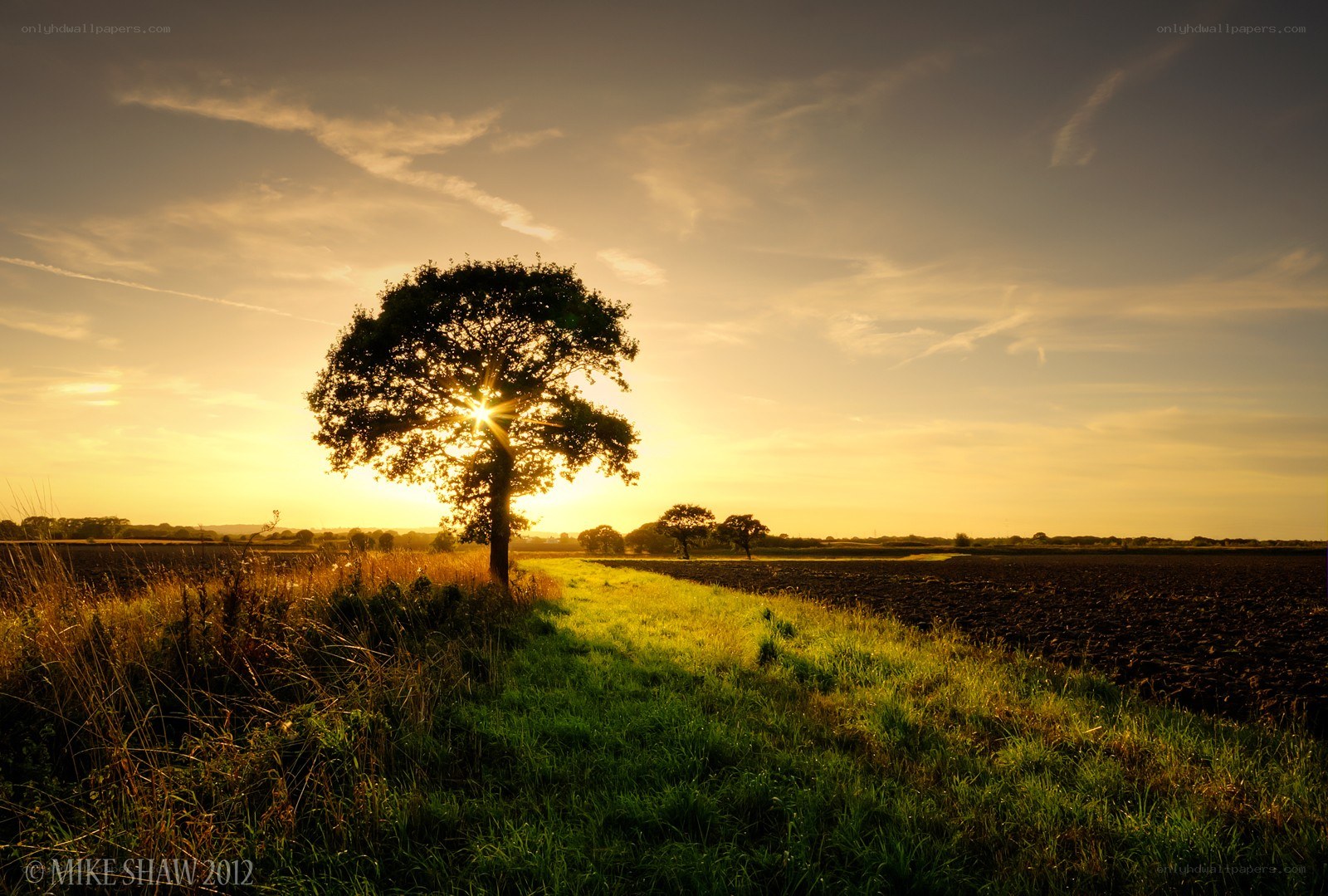 Solitary tree at sunset