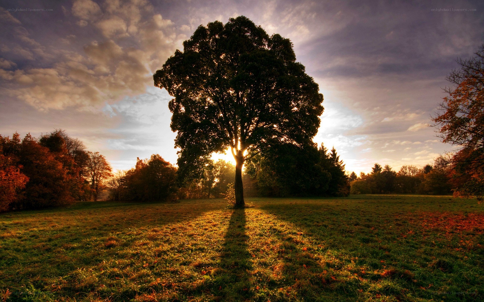 Solitary tree at sunset