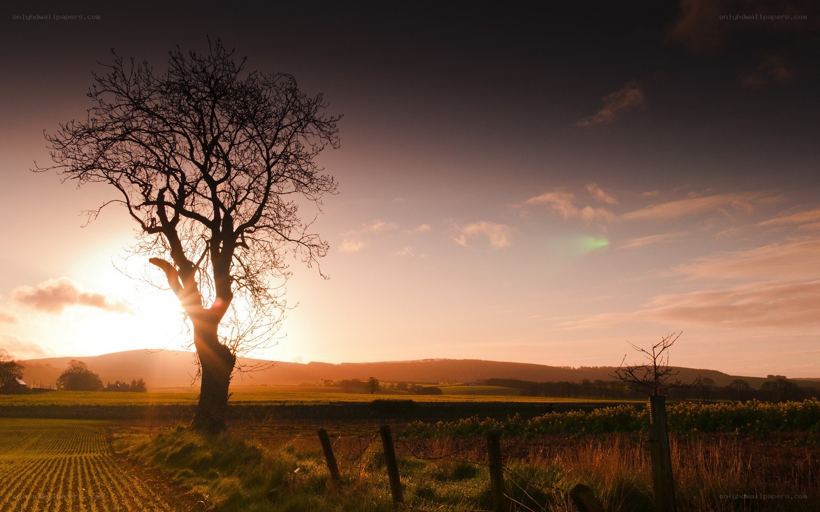 Solitary tree at sunset