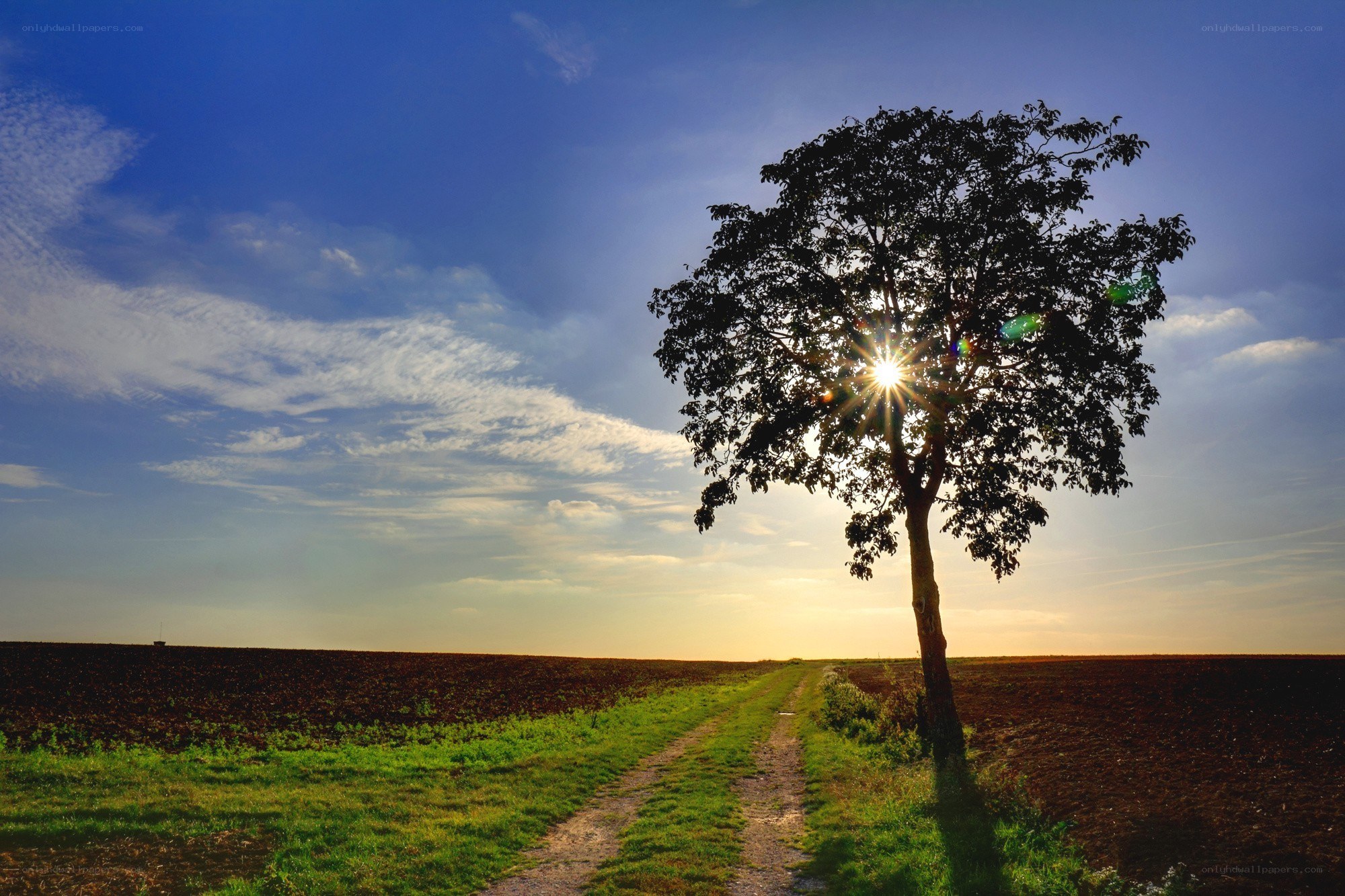 Solitary tree at sunset