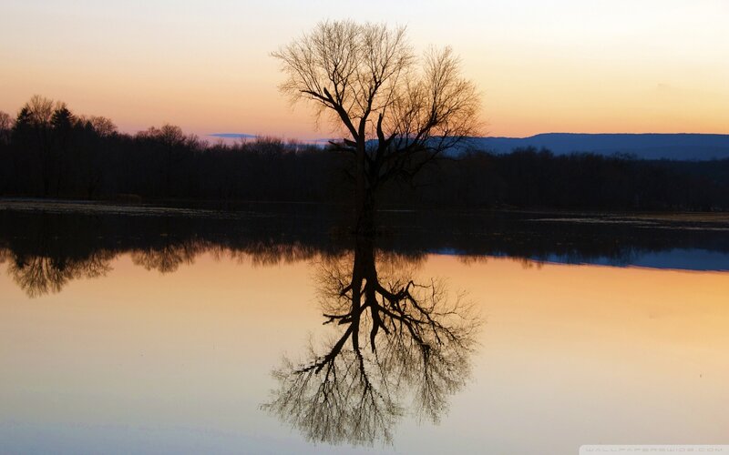 solitary tree at sunset