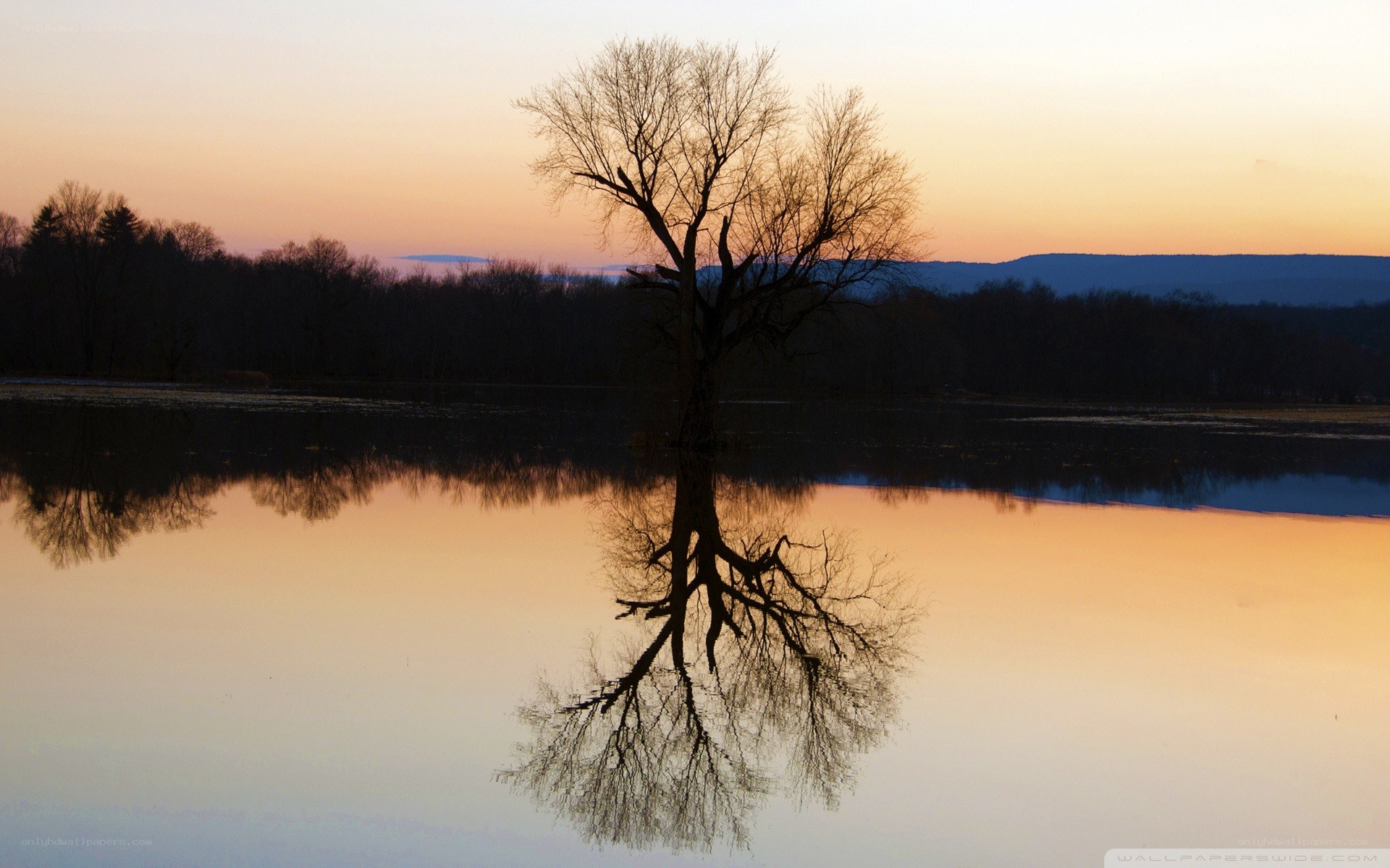 solitary tree at sunset