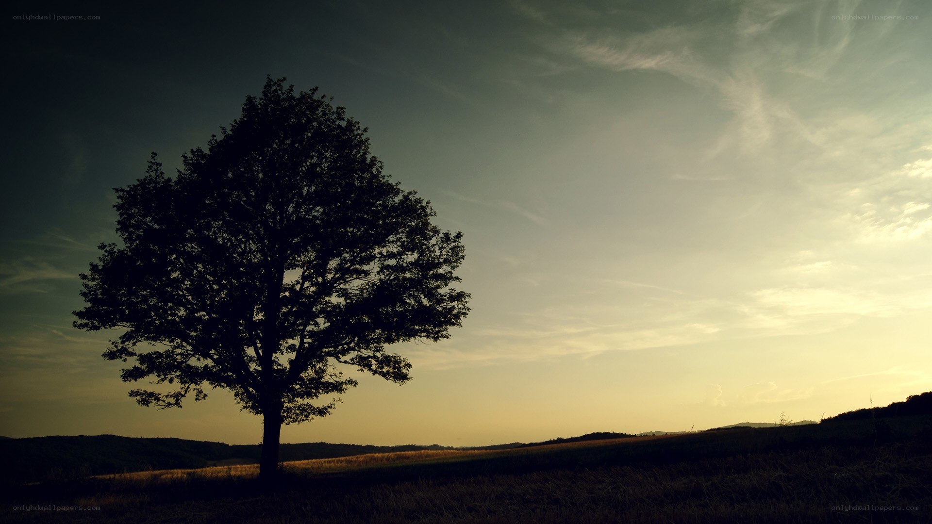 solitary tree at sunset
