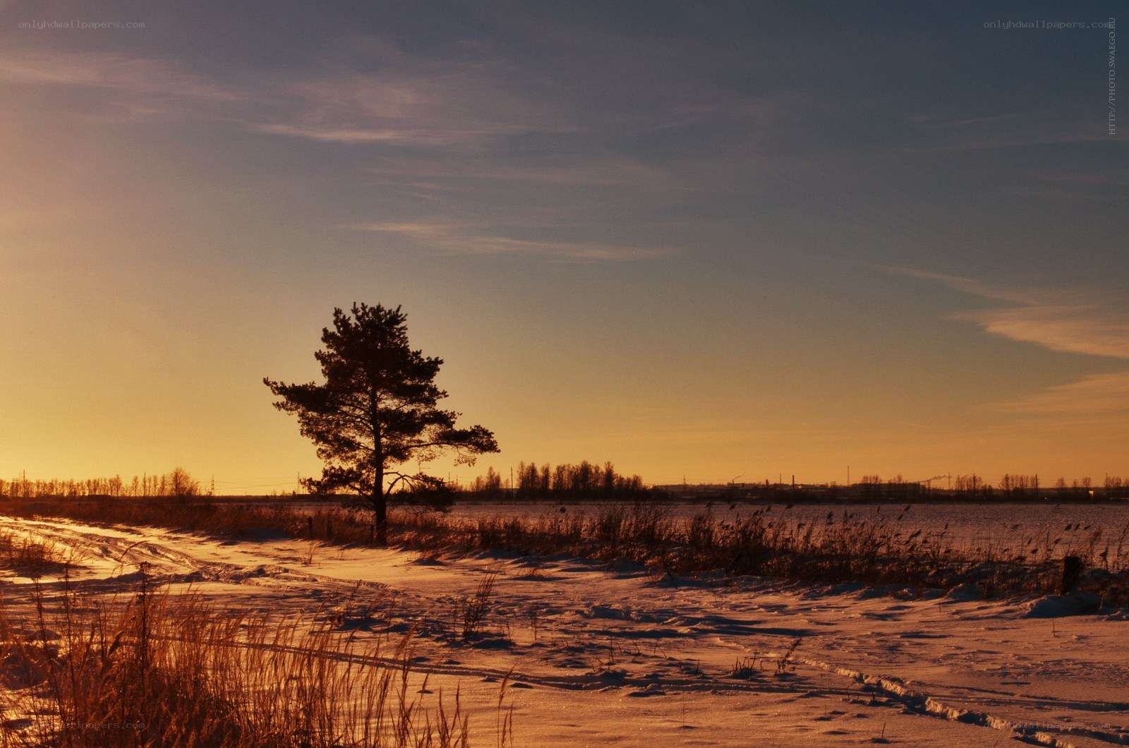 Solitary tree at sunset