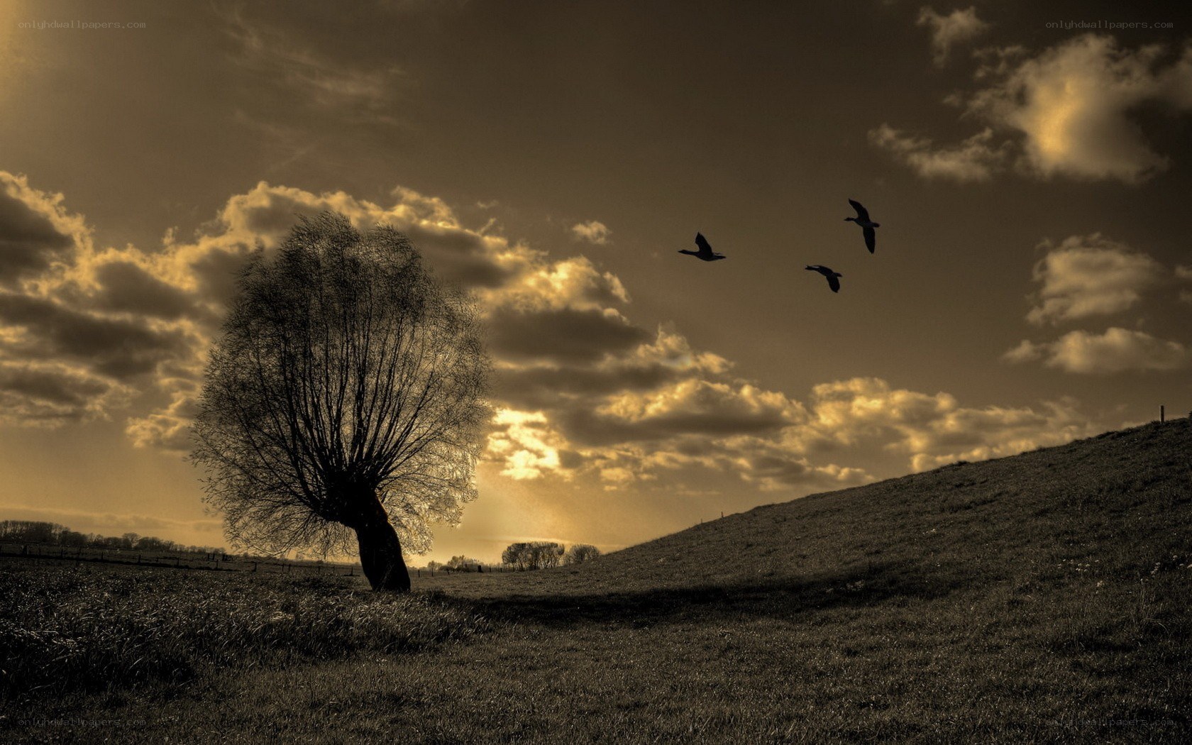 Solitary tree at sunset