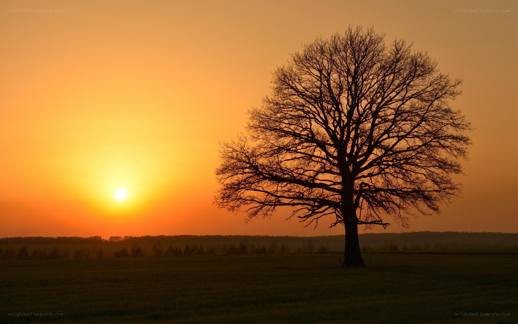 solitary tree at sunset