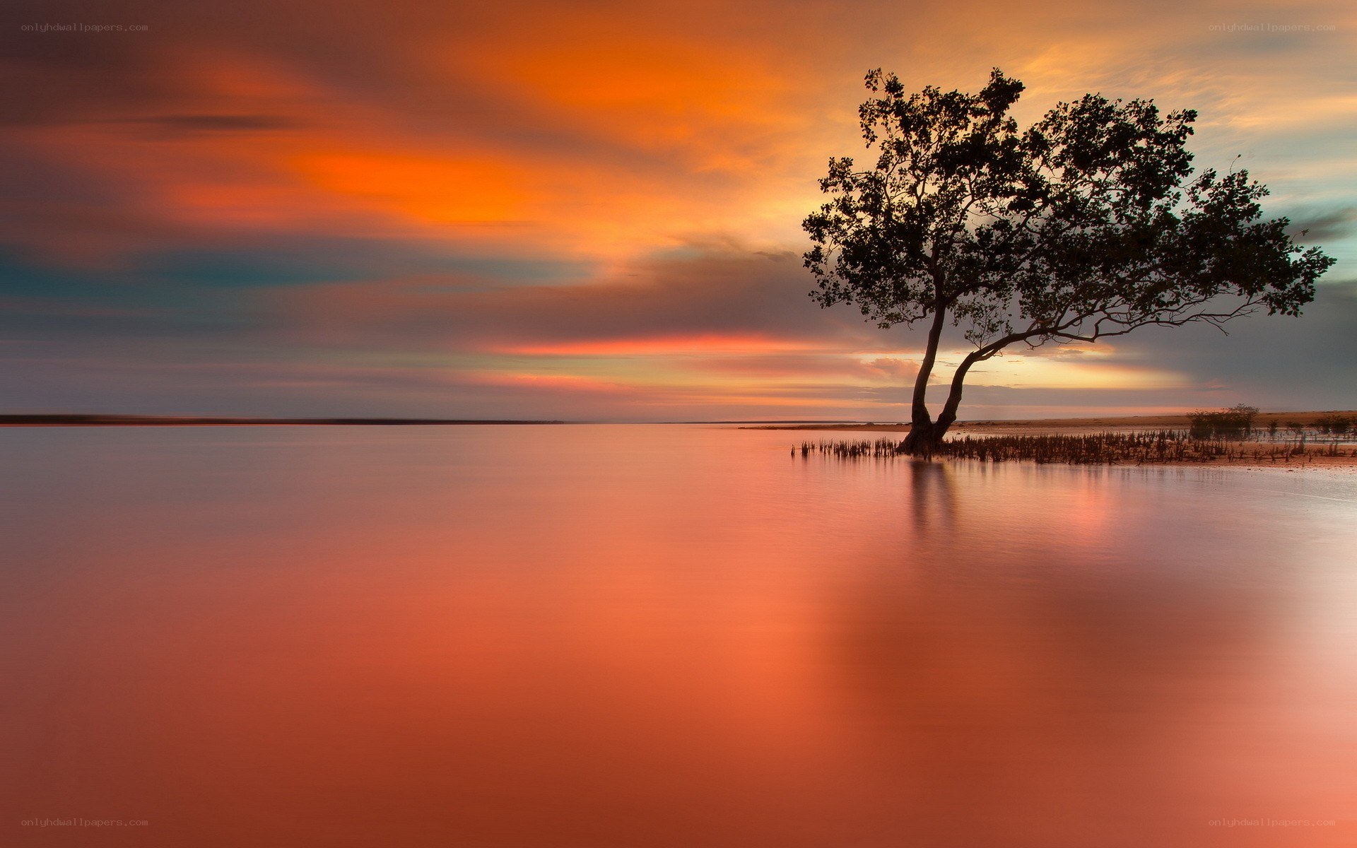 Solitary tree at sunset