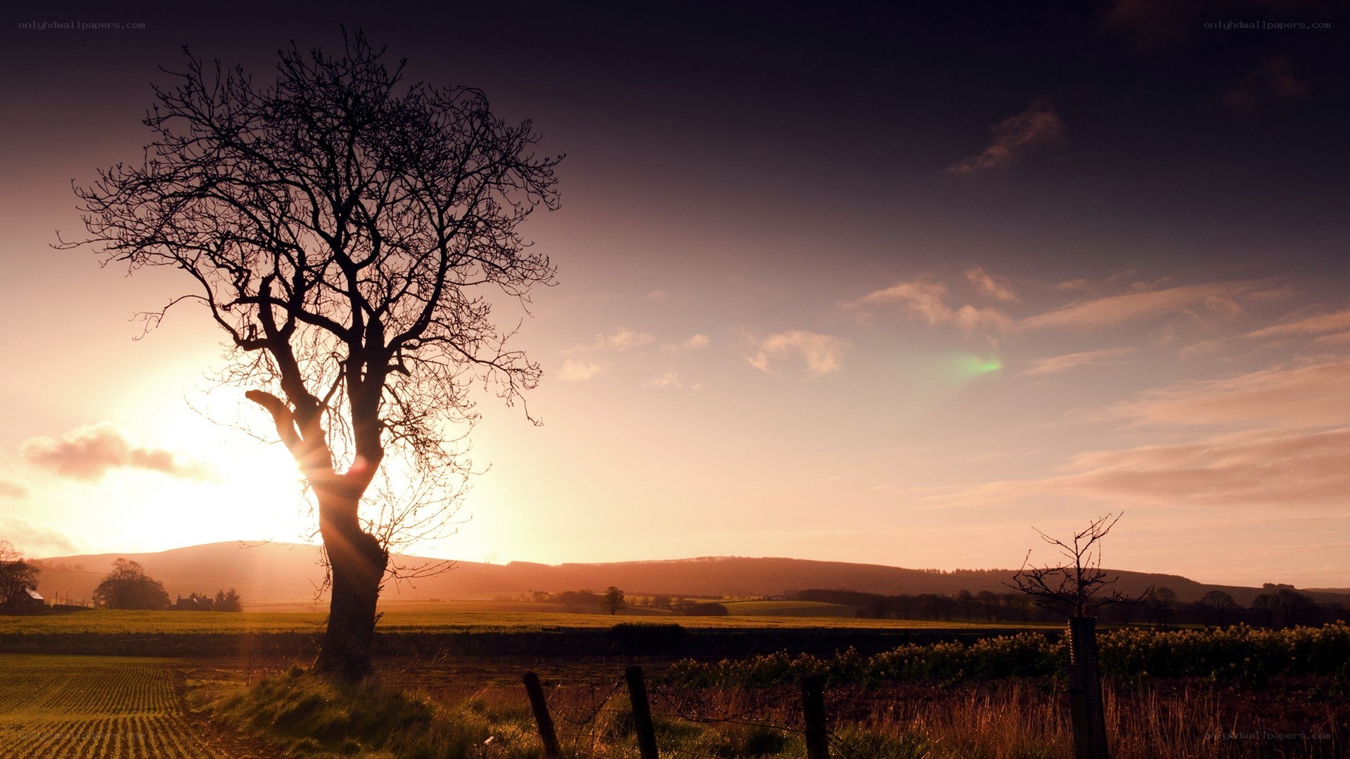 Solitary tree at sunset