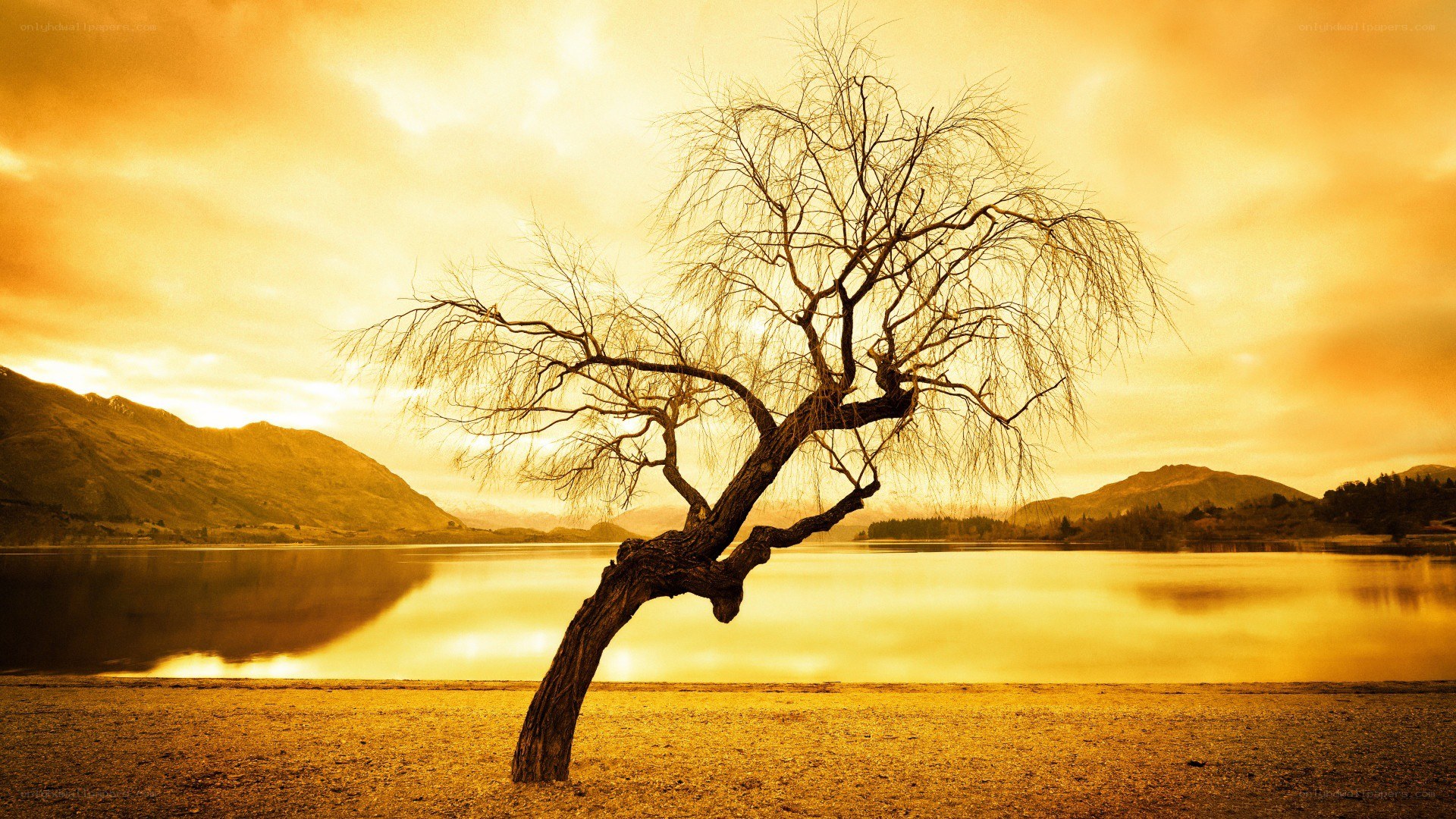 solitary tree at sunset