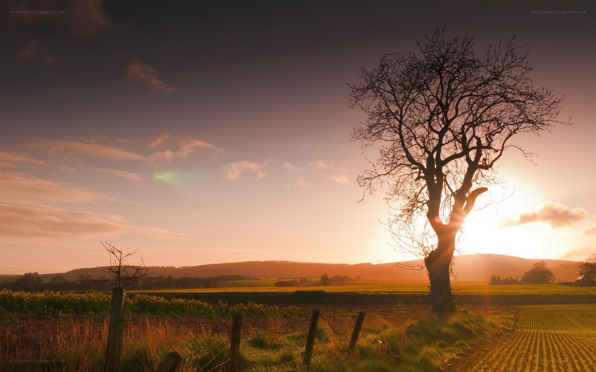 Solitary tree at sunset