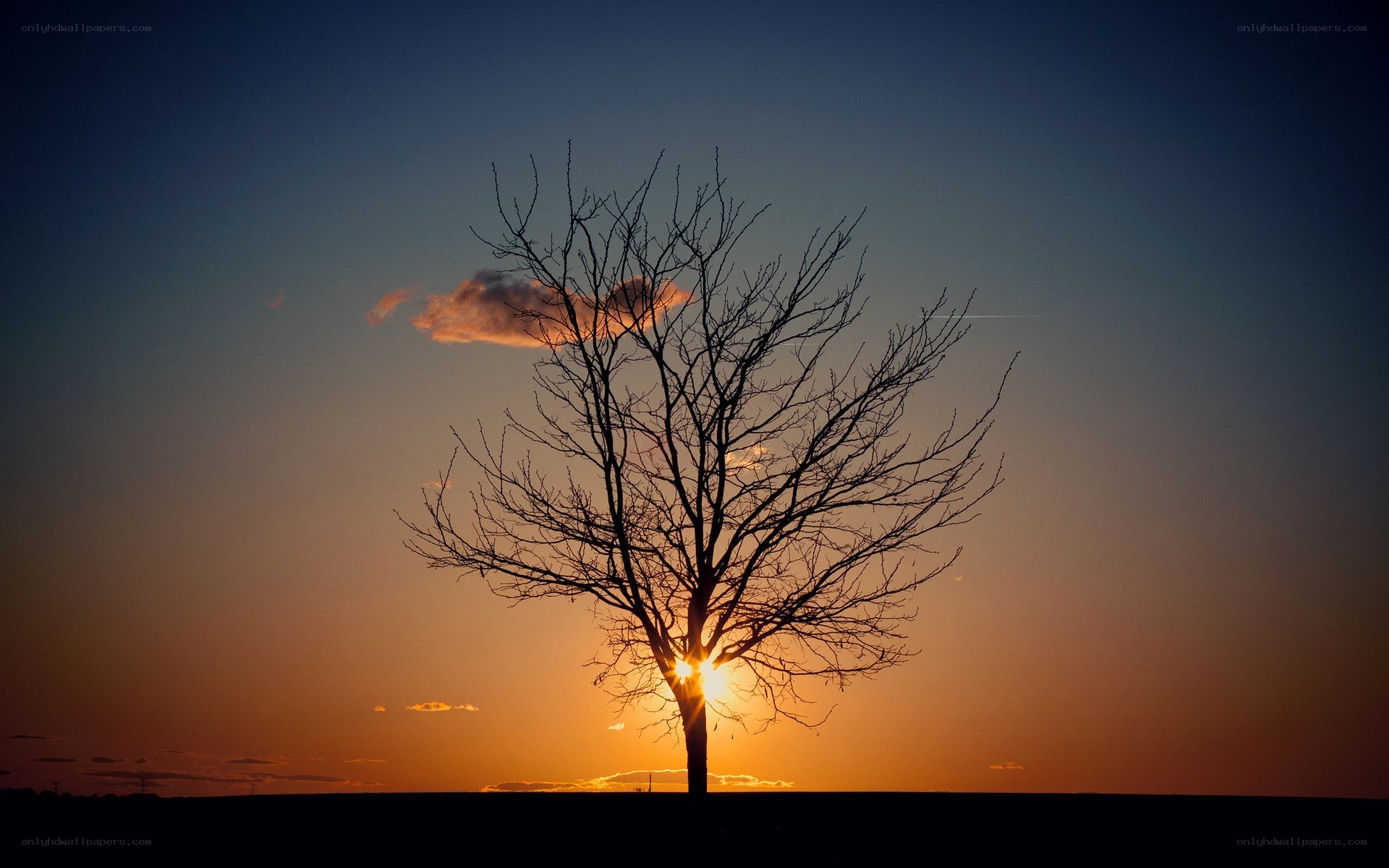 solitary tree at sunset