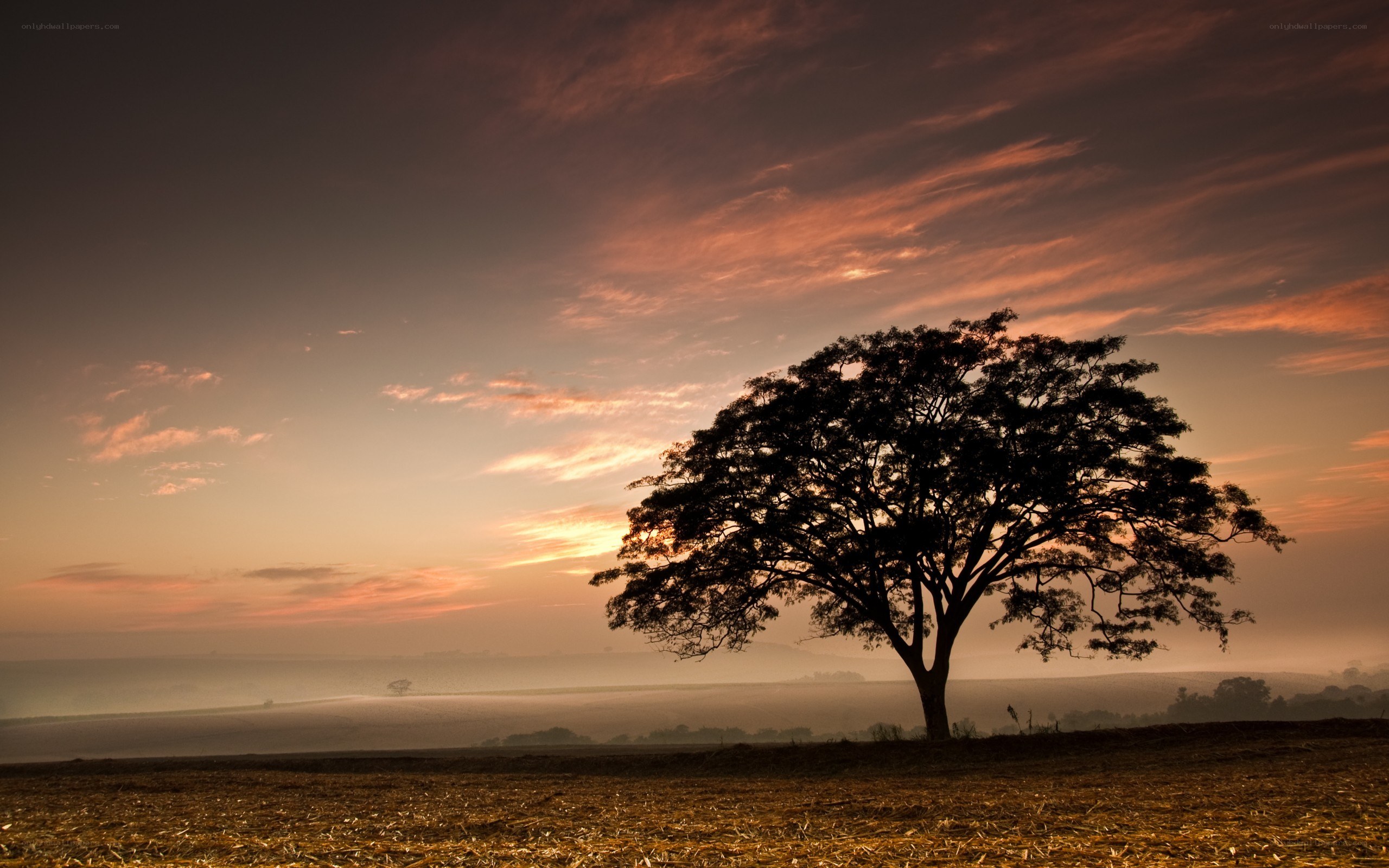 Solitary tree at sunset