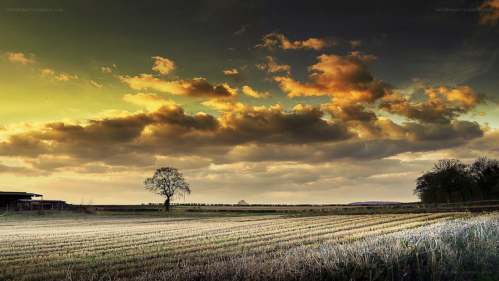 Solitary tree at sunset
