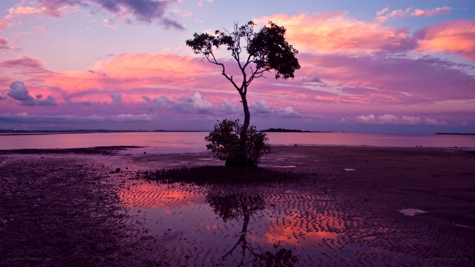 solitary tree at sunset