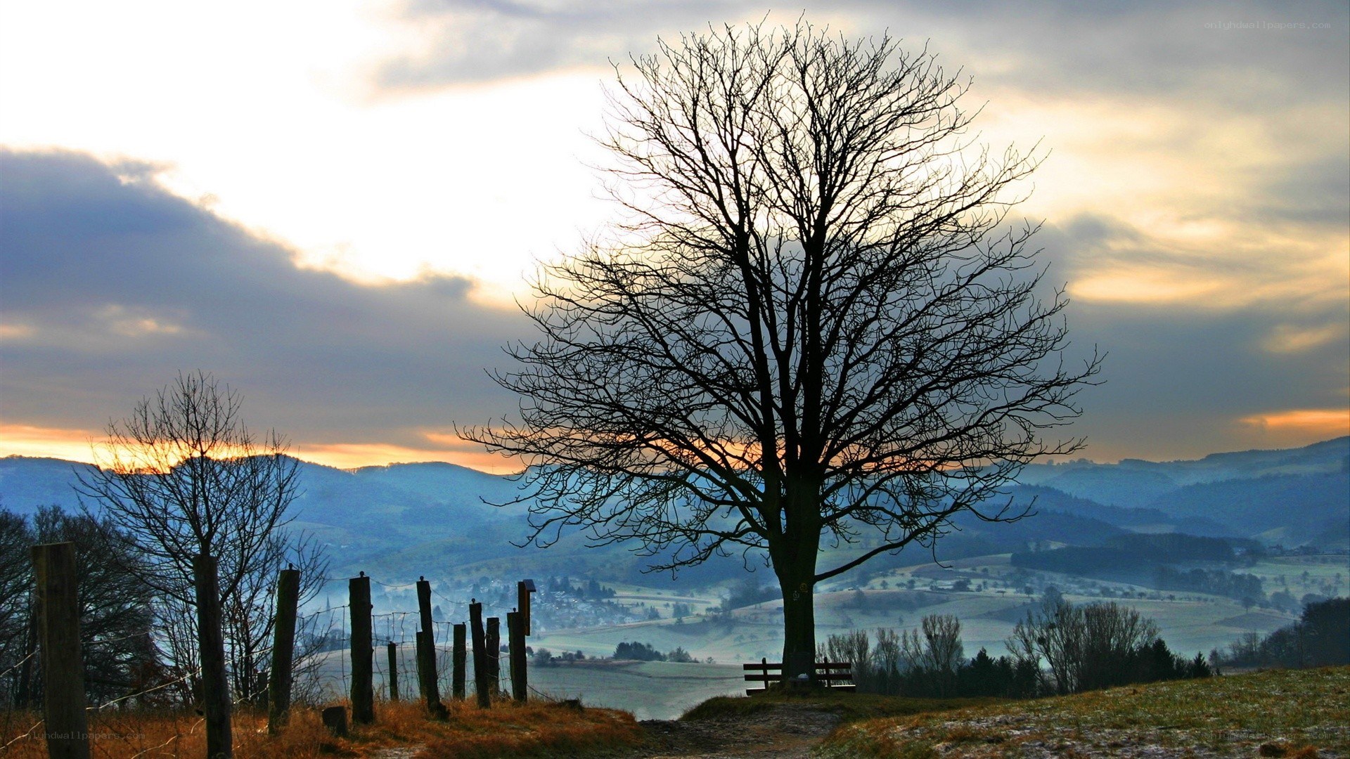 Solitary tree at sunset