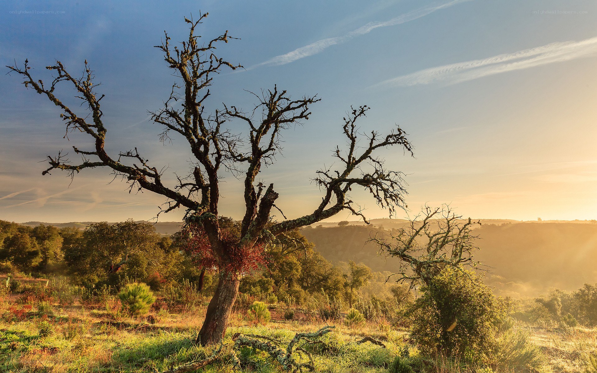 Solitary tree at sunset