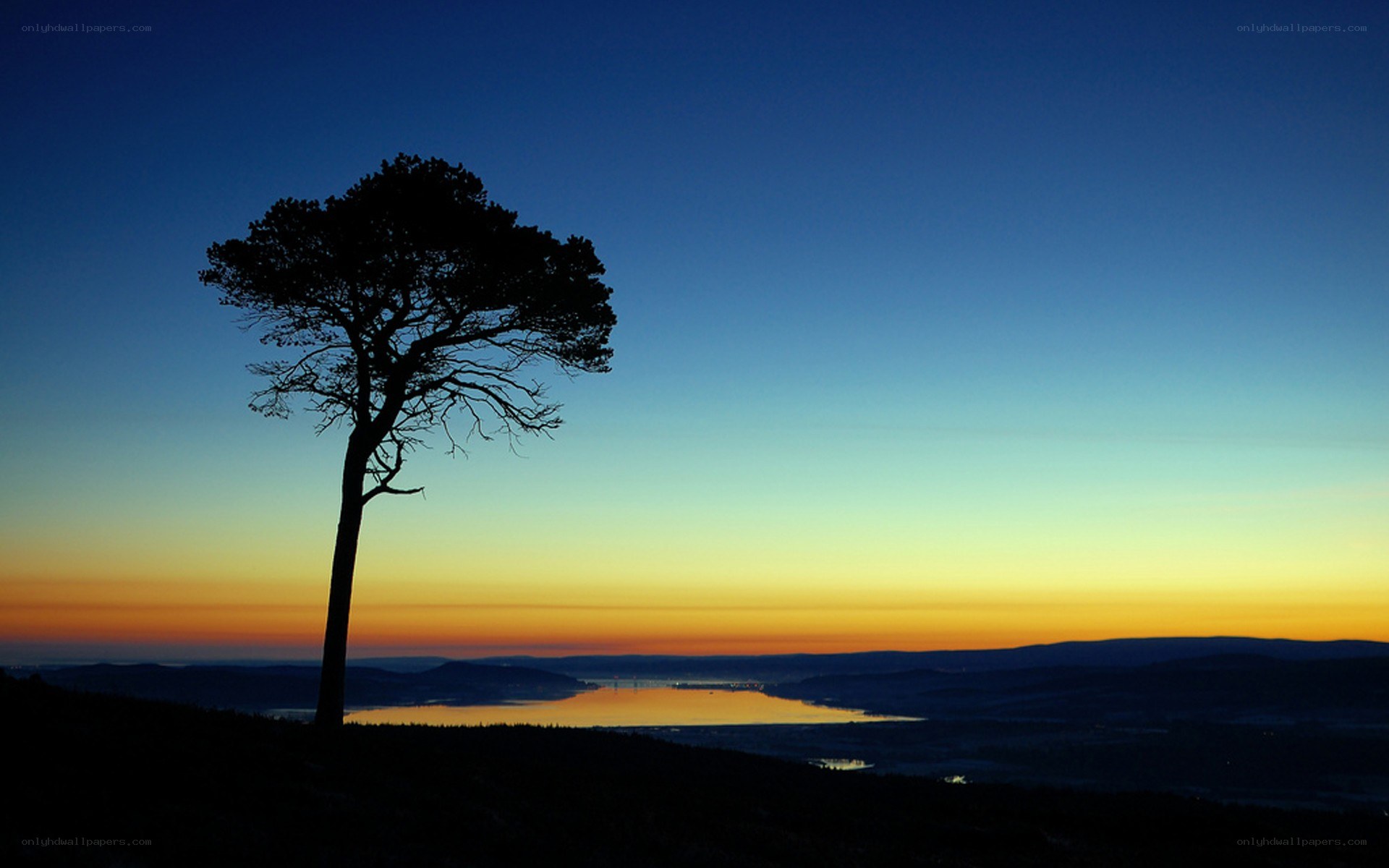 solitary tree at sunset