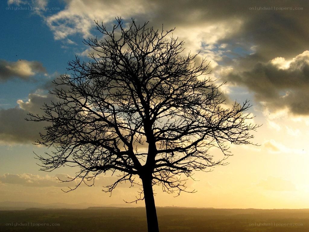 solitary tree at sunset