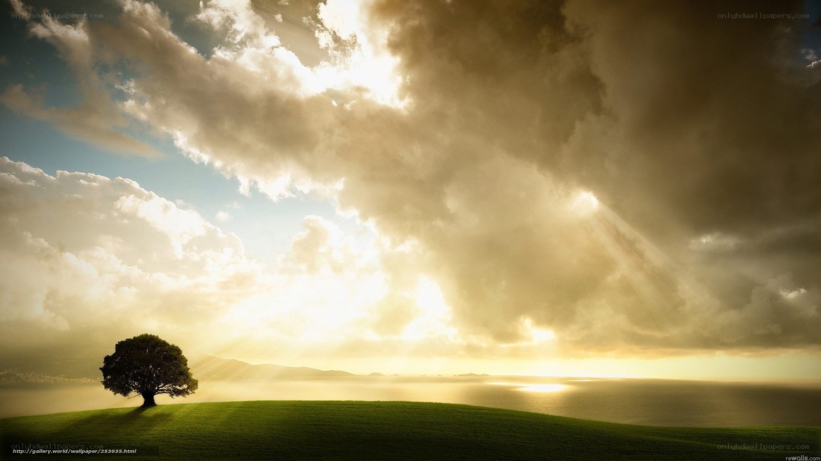 Solitary tree at sunset