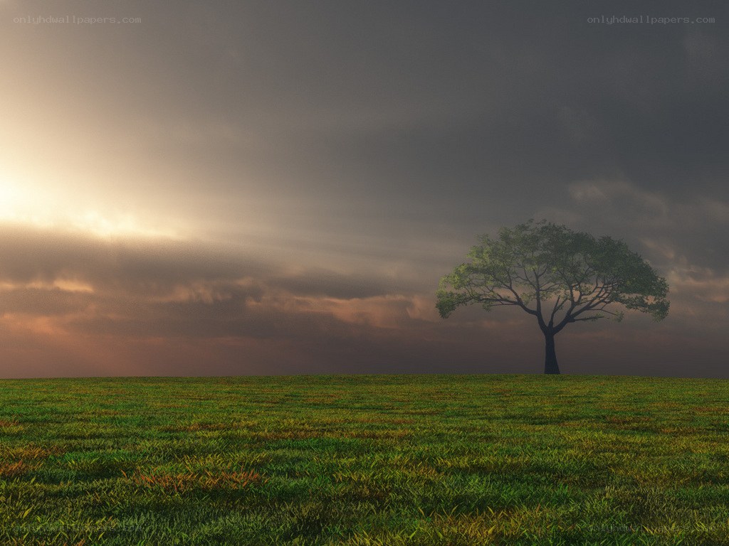solitary tree at sunset