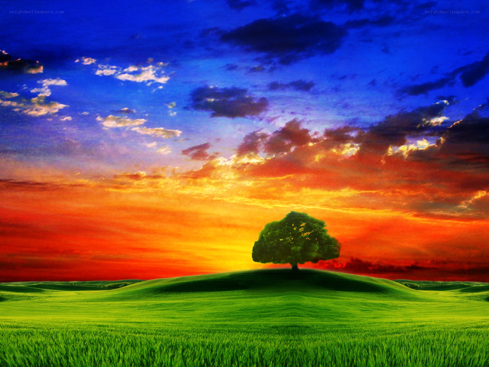 Solitary tree at sunset