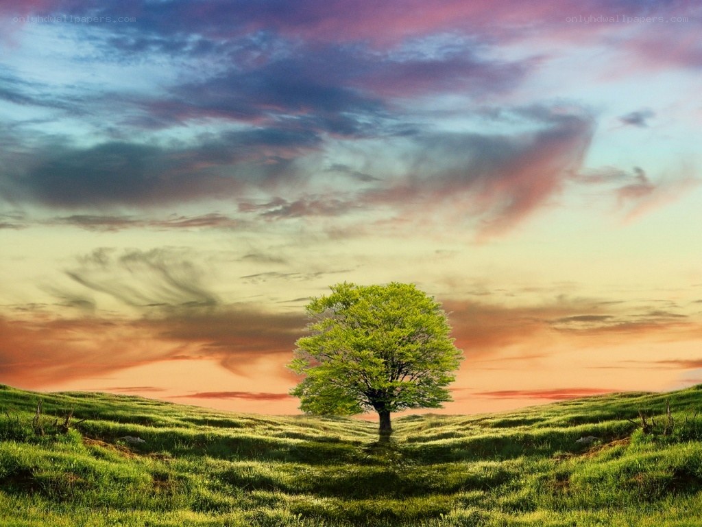 Solitary tree at sunset