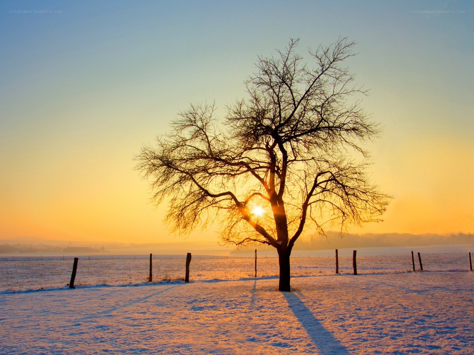 solitary tree at sunset