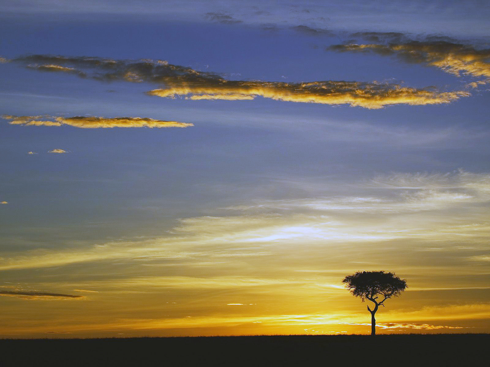 Solitary tree at sunset