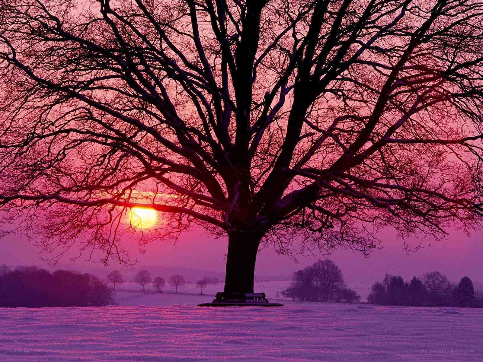 Solitary tree at sunset