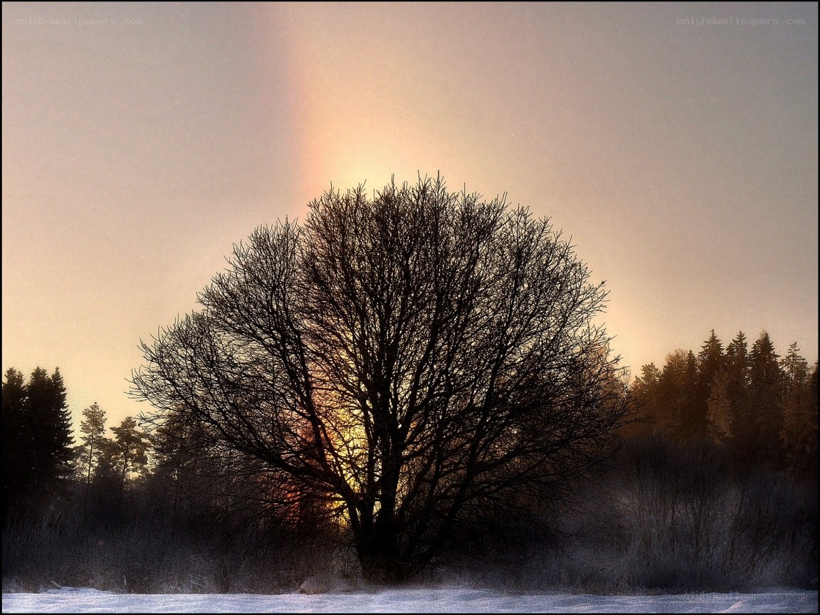 Solitary tree at sunset