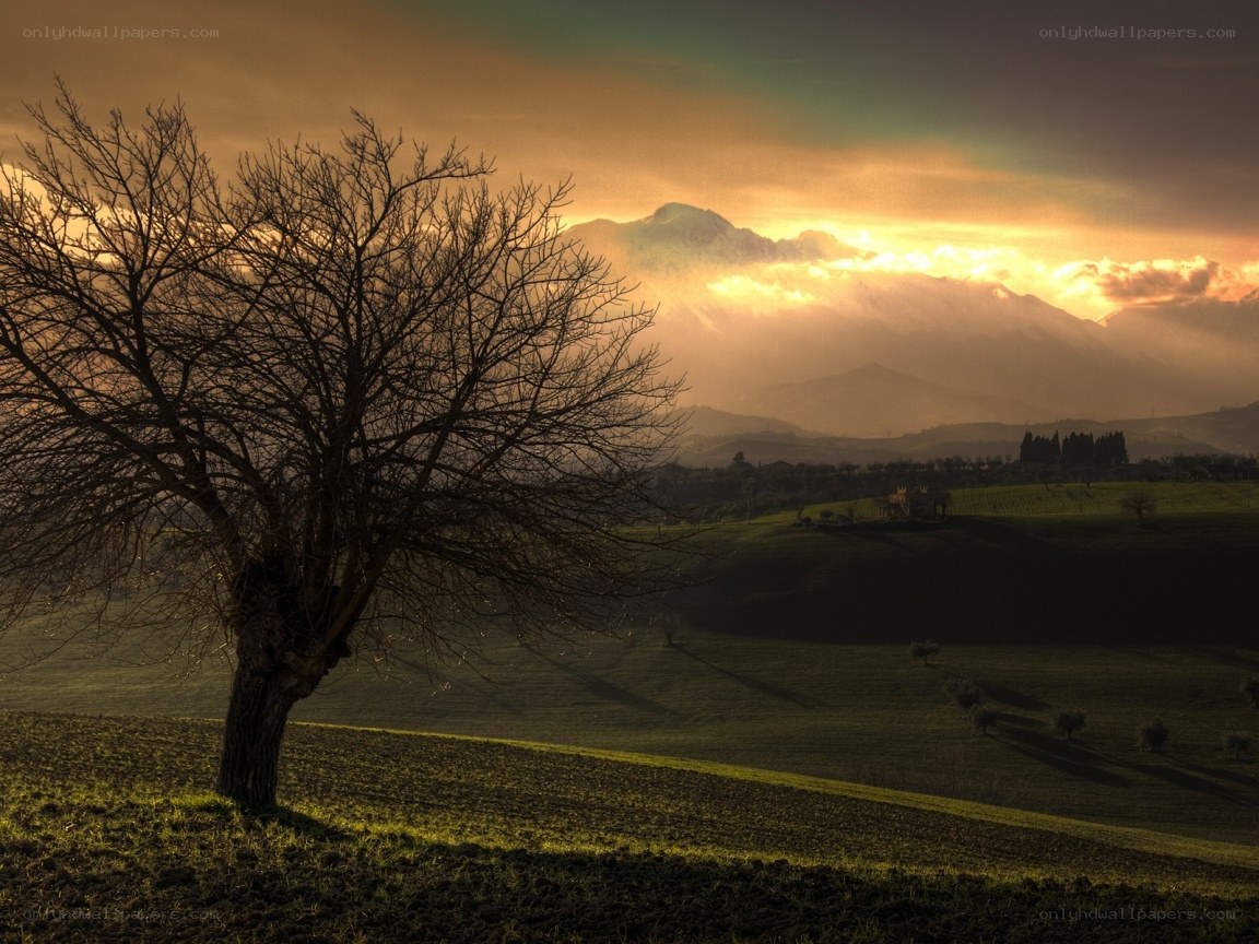 Solitary tree at sunset