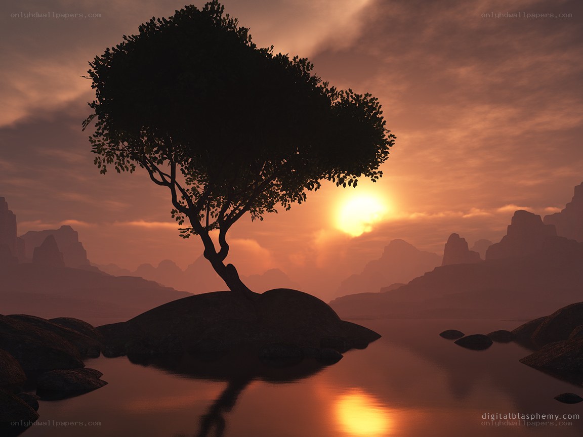 Solitary tree at sunset