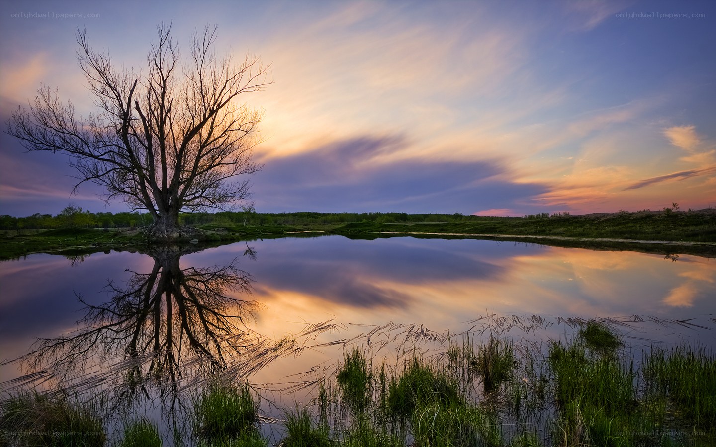 Solitary tree at sunset