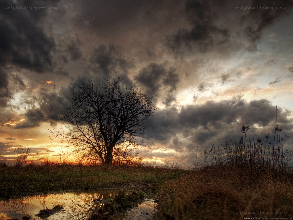 Solitary tree at sunset