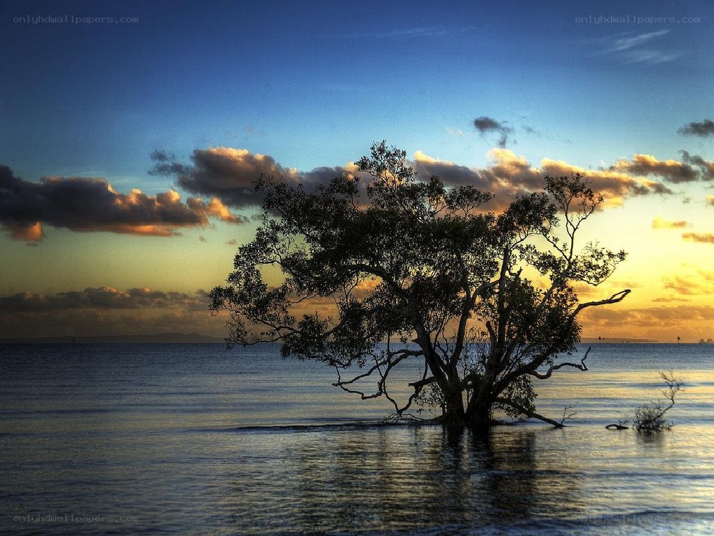 Solitary tree at sunset