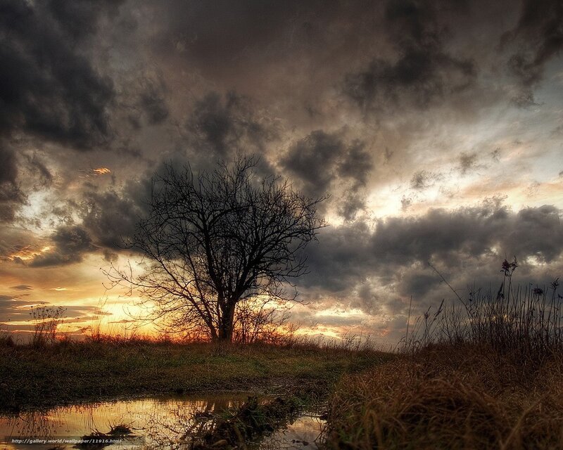 Solitary tree at sunset