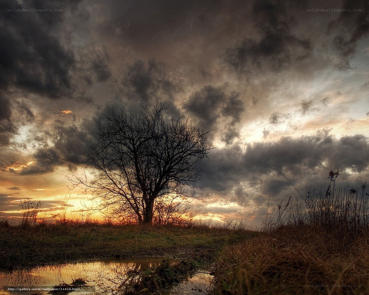 Solitary tree at sunset